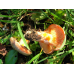 Мицелий Млечника неедкого / Млечник оранжевый (Lactarius mitissimus)